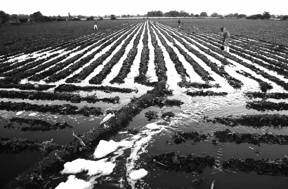 A black and white photograph of farmers working in an irrigated field.